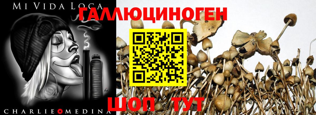 Псилоцибиновые грибы мицелий Сергиев Посад